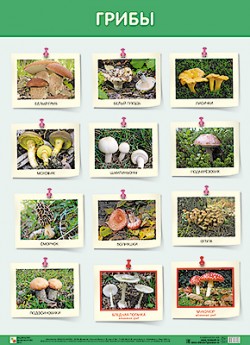 ��.����� (500*690��)