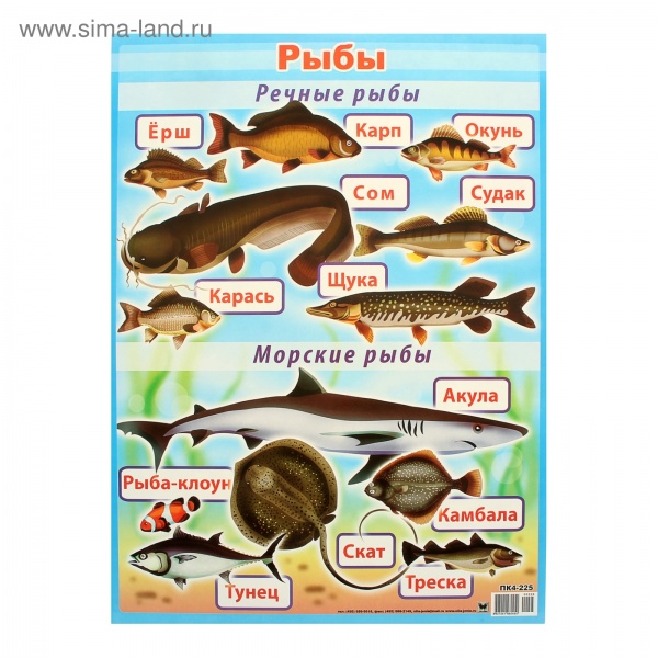 ��.���� �-2