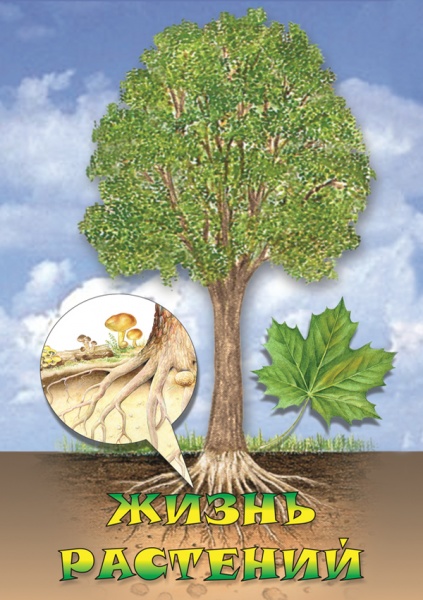 ����� �������� (DVD)