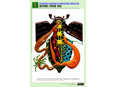 ��������� ������� "���������� �������� ����" (������ �1, ������� �������.)