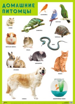 ��.�������� ������� (500*690��)