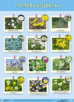 ��.������� �����(500x690 ��)