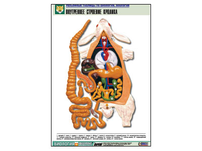 ��������� ������� "���������� �������� �������"