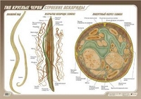 �������� �������� (1) 781 ���������.